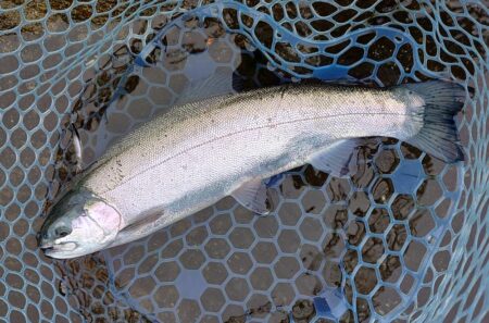 前回ほどではないがよく釣れてくれた平谷湖フィッシングスポット